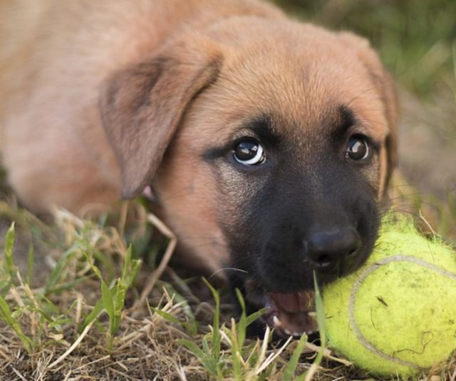 How to stop outlet dogs from eating shoes